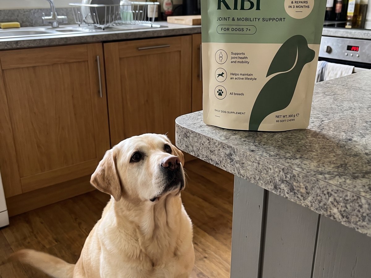 A labrador waiting beside the KIBI pouch